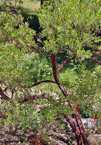 Arctostaphylos densiflora