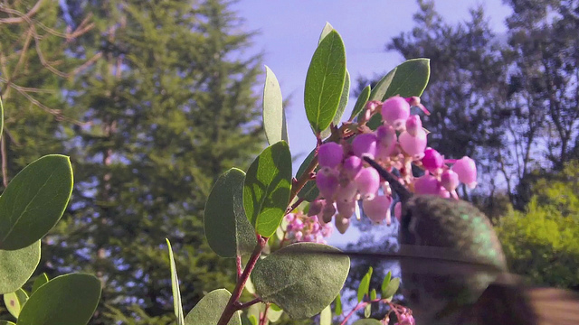 Arctostaphylos densiflora