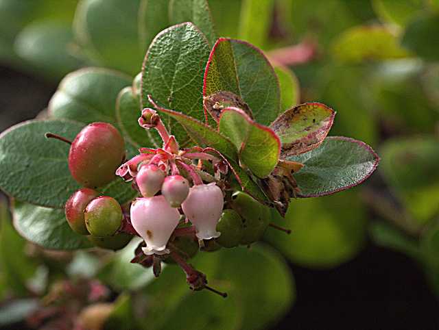 Arctostaphylos edmundsii