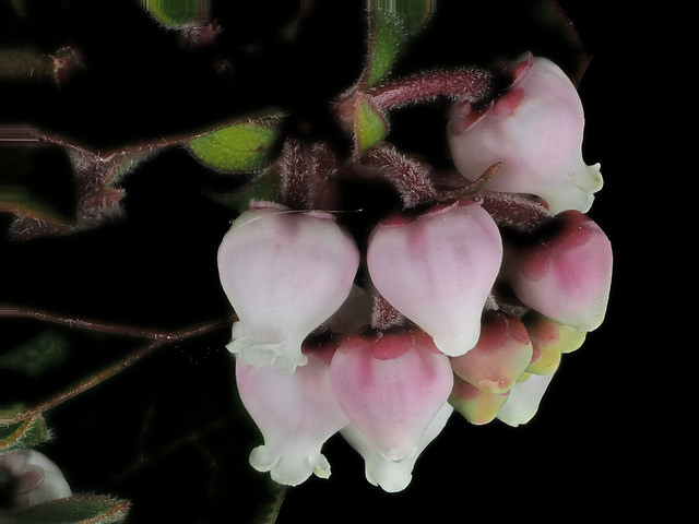 Arctostaphylos edmundsii