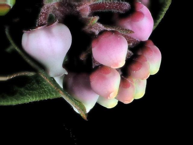 Arctostaphylos edmundsii