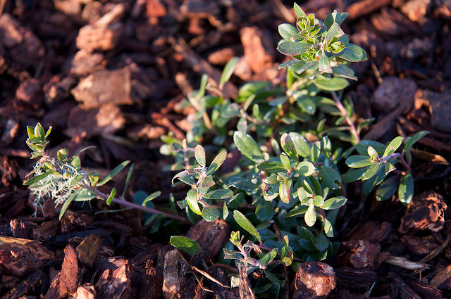Arctostaphylos edmundsii