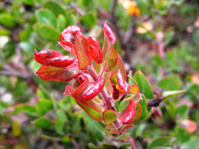 Arctostaphylos edmundsii