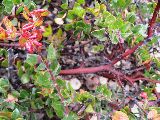 Arctostaphylos edmundsii