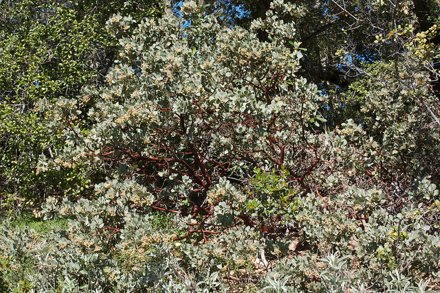 Arctostaphylos glauca