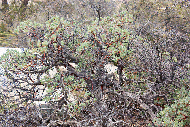 Arctostaphylos glauca