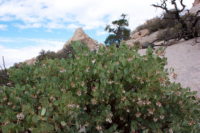 Arctostaphylos glauca