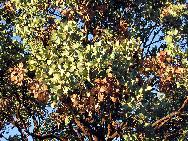 Arctostaphylos glauca