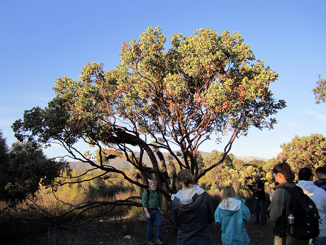 Arctostaphylos glauca