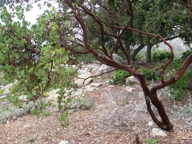 Arctostaphylos glauca (Arctostaphylos glauca)