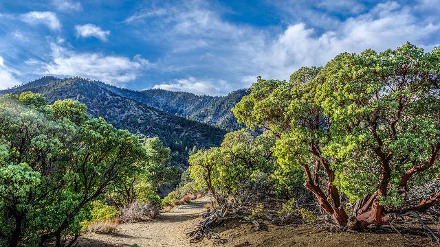 Arctostaphylos manzanita (Arctostaphylos manzanita)