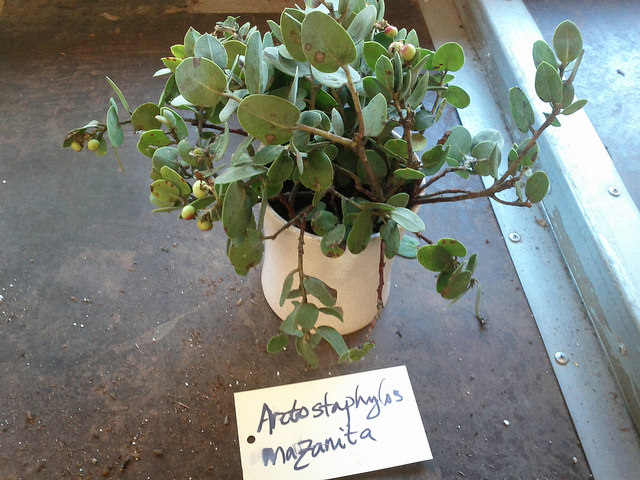 Arctostaphylos manzanita