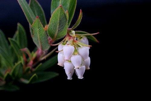 Arctostaphylos manzanita