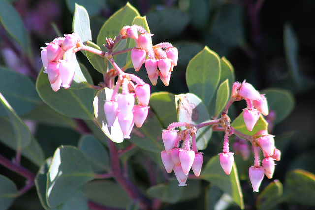 Arctostaphylos manzanita
