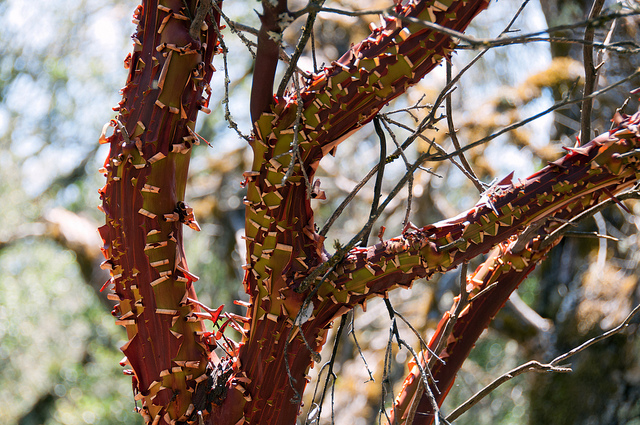 Arctostaphylos manzanita