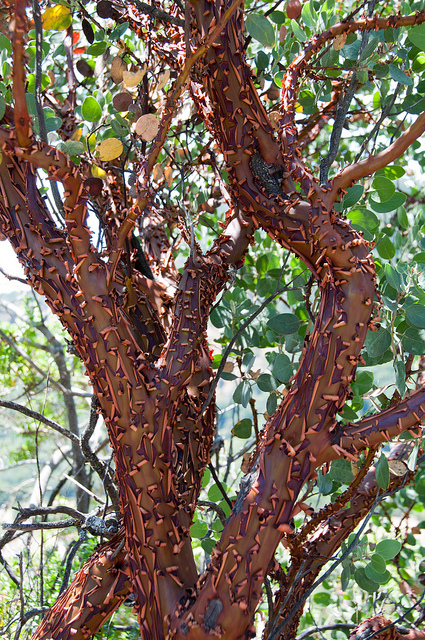 Arctostaphylos manzanita