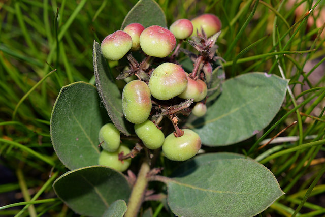 Arctostaphylos montereyensis