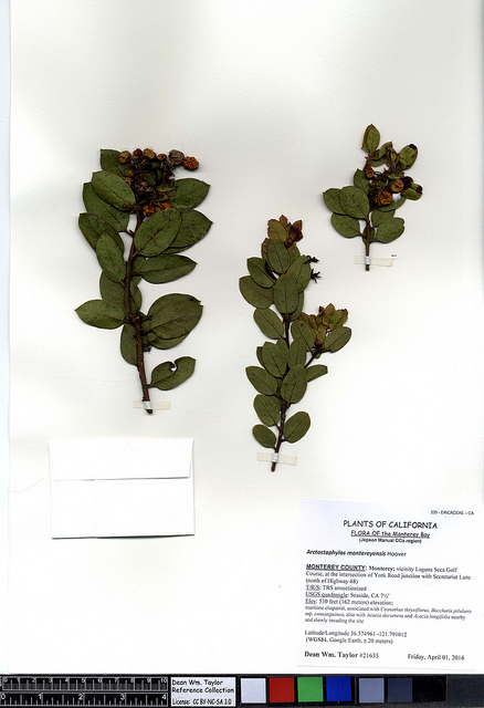 Arctostaphylos montereyensis