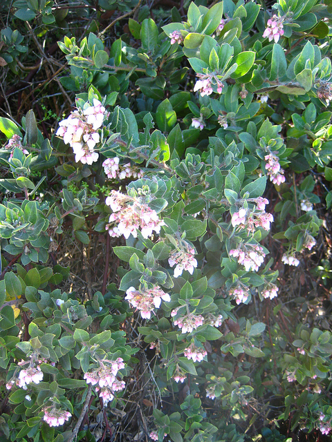 Arctostaphylos montereyensis