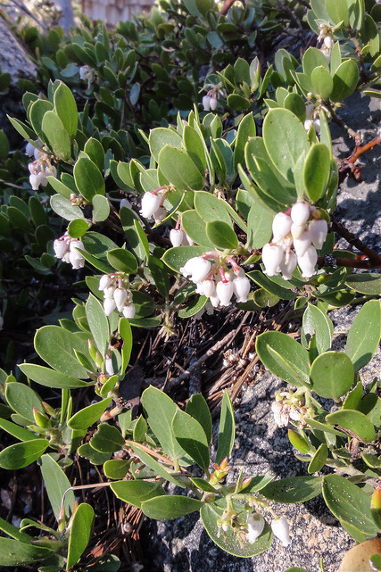Arctostaphylos nevadensis