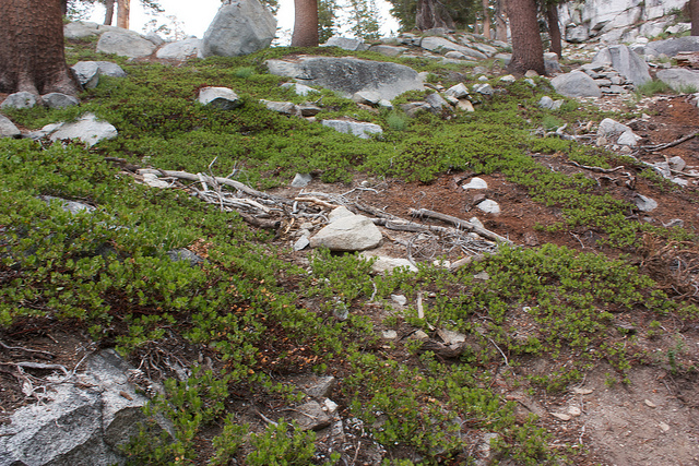 Arctostaphylos nevadensis