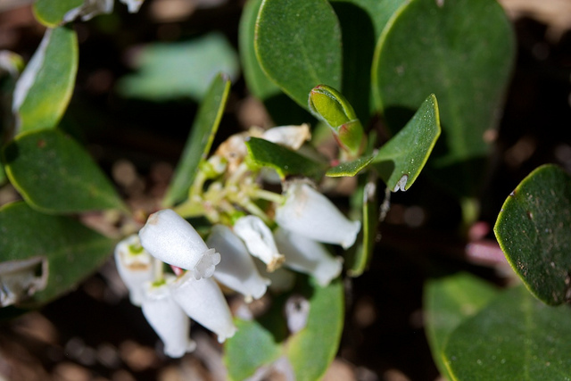 Arctostaphylos nevadensis