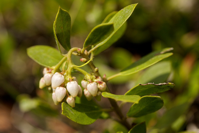 Arctostaphylos nevadensis