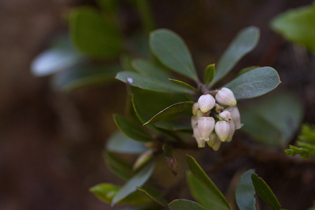 Arctostaphylos nevadensis