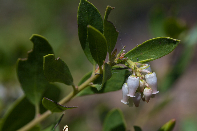 Arctostaphylos nevadensis (Arctostaphylos nevadensis)