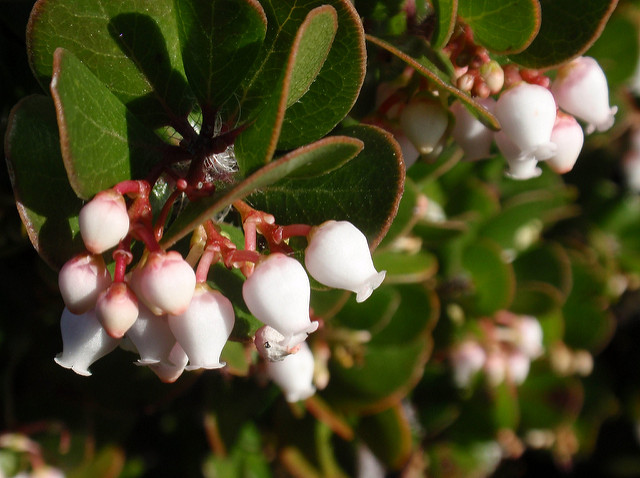 Arctostaphylos nummularia