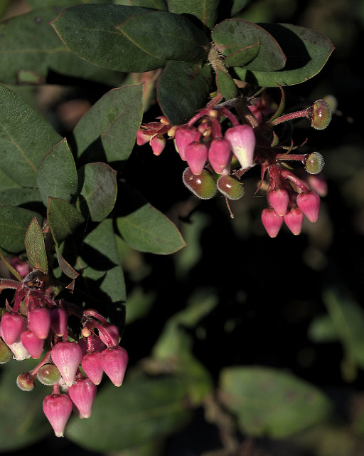 Arctostaphylos pajaroensis