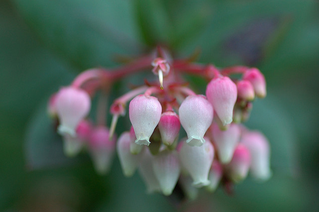 Arctostaphylos pajaroensis