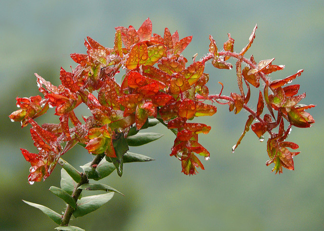 Arctostaphylos pajaroensis