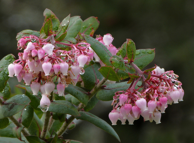 Arctostaphylos pajaroensis