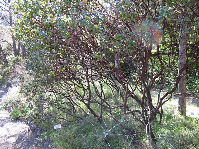 Arctostaphylos pajaroensis