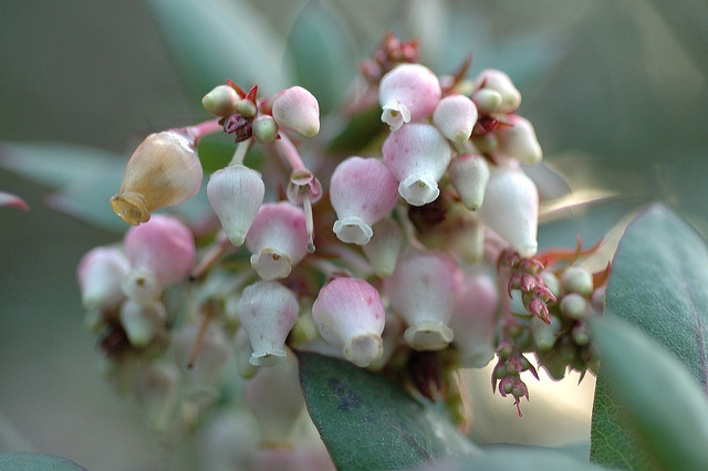 Arctostaphylos pajaroensis