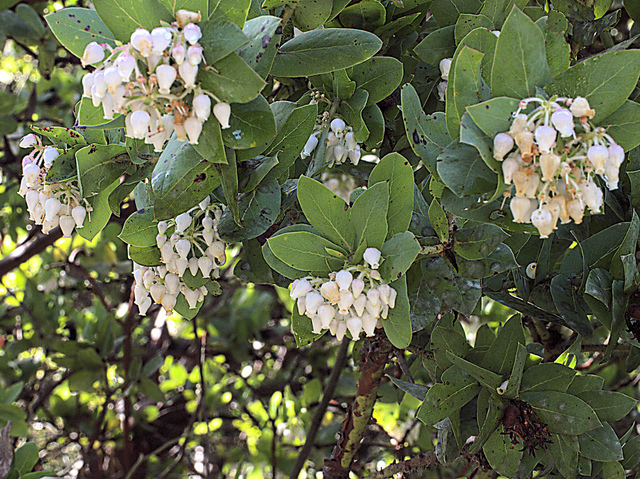 Arctostaphylos pallida