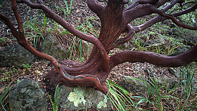 Arctostaphylos pallida