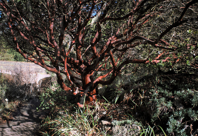 Arctostaphylos pallida