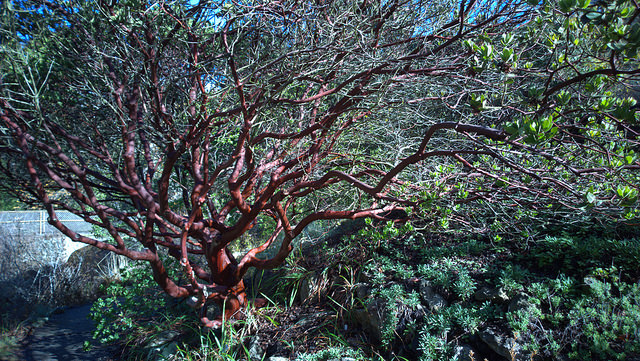 Arctostaphylos pallida