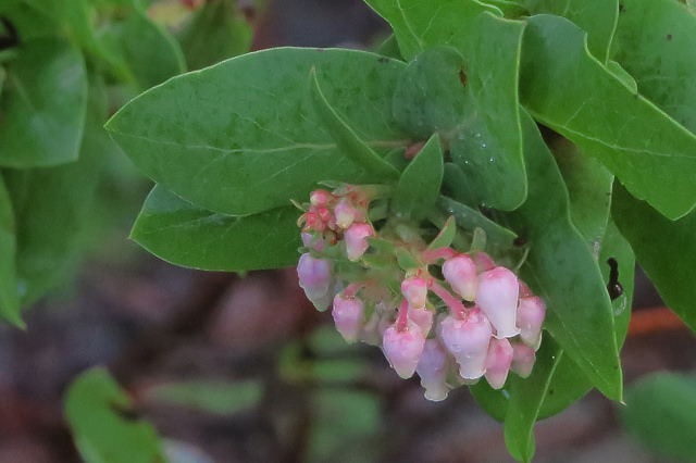 Arctostaphylos pallida