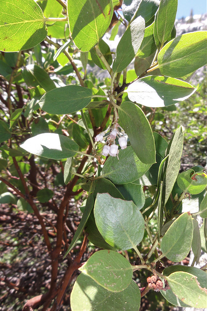 Arctostaphyle à feuilles vertes