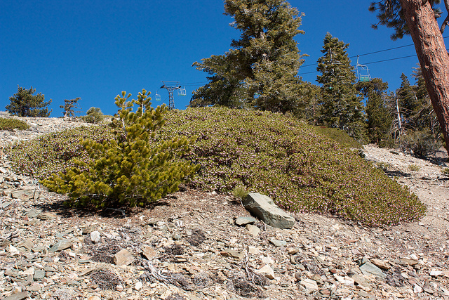 Arctostaphyle à feuilles vertes