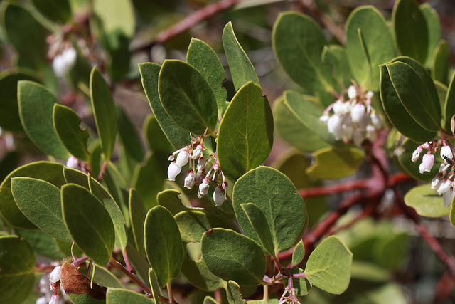 Arctostaphyle à feuilles vertes