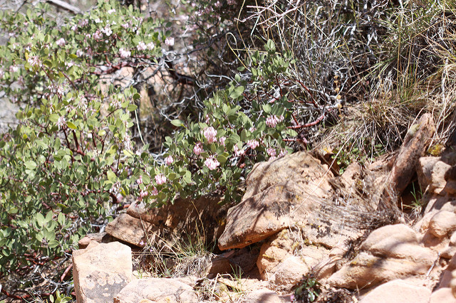 Arctostaphyle à feuilles vertes