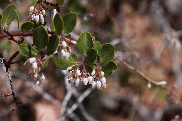 Arctostaphyle à feuilles vertes (Arctostaphylos patula)