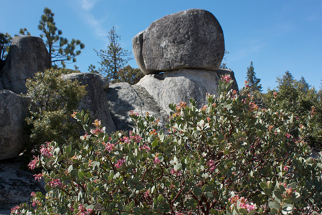 Arctostaphylos pringlei