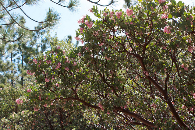 Arctostaphylos pringlei