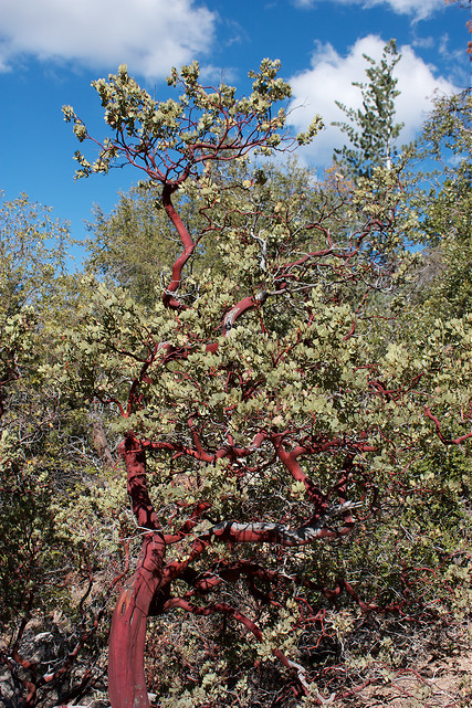 Arctostaphylos pringlei