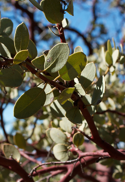 Arctostaphylos pringlei